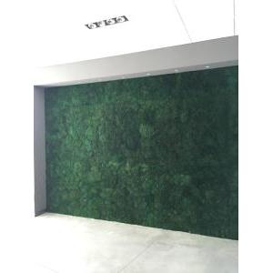 Flat moss wall fr