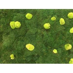Flat moss + polemoss nature