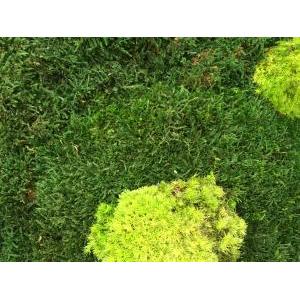 Flat moss + polemoss nature