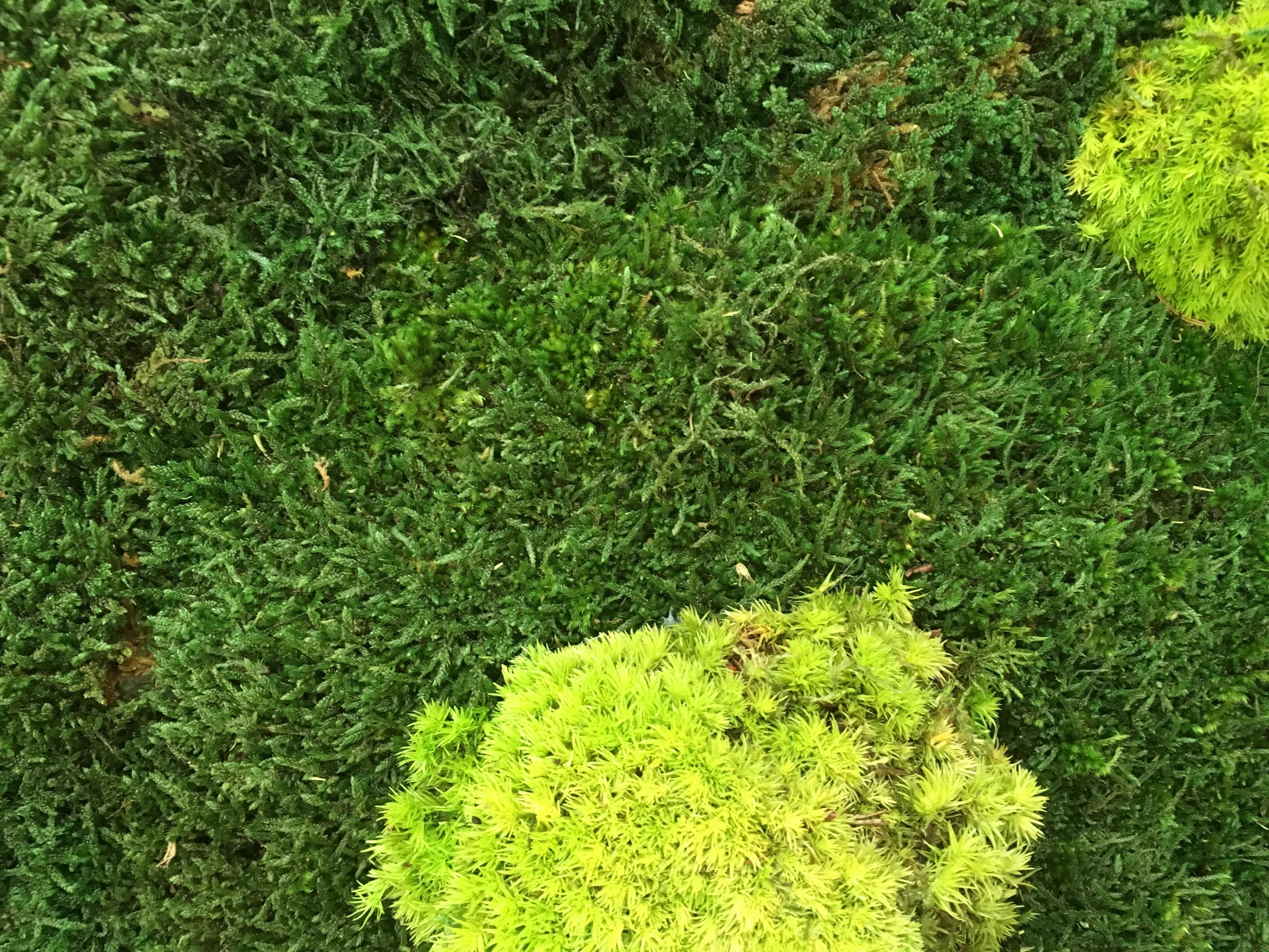 ryvesto flat moss + polemoss nature - foto 1