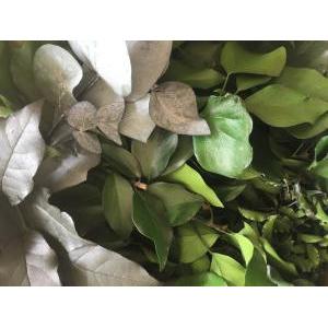 Hedera wall