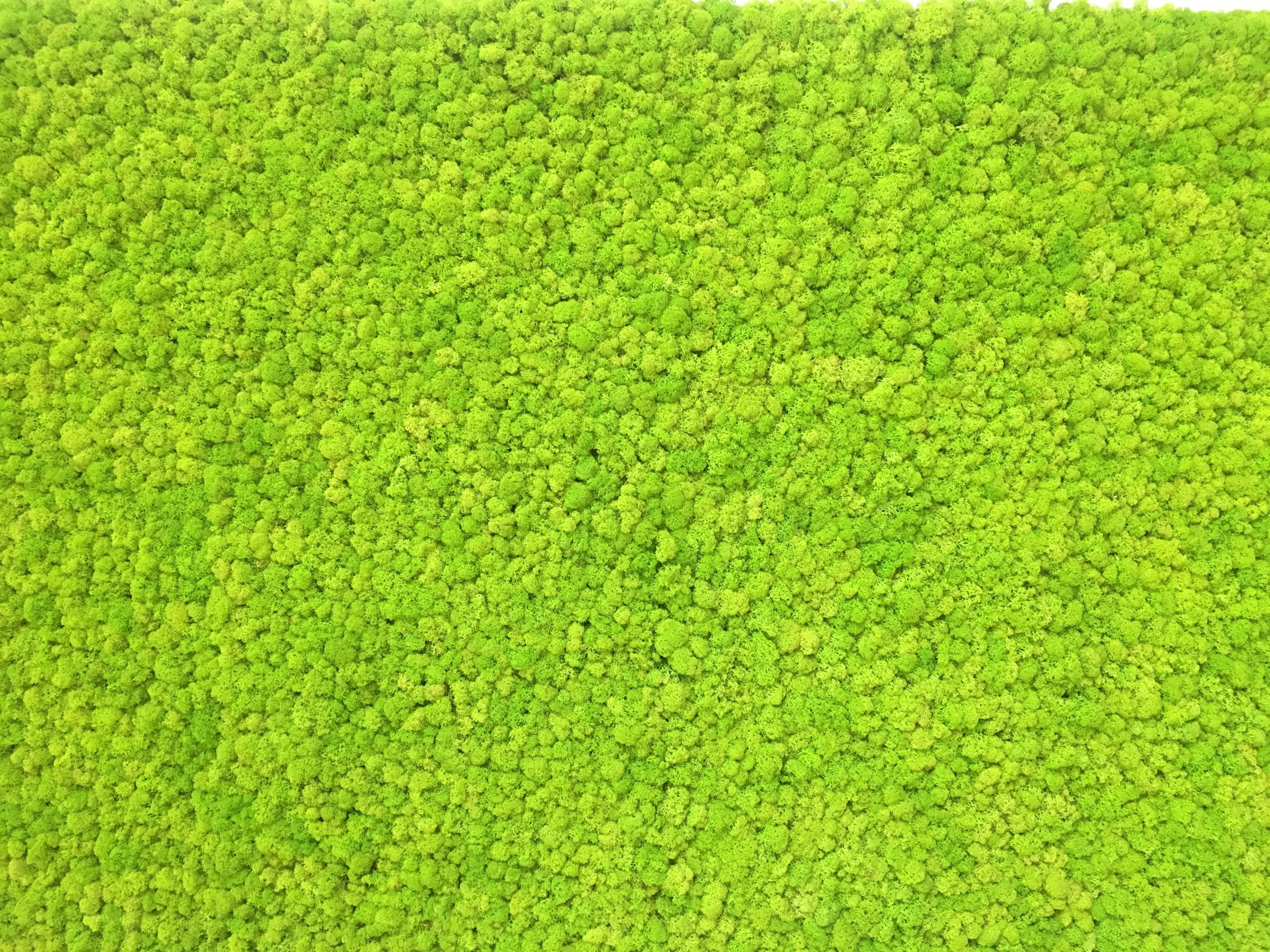 ryvesto moss wall lux - foto 1