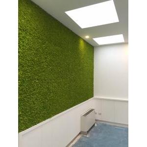 Moss wall premium