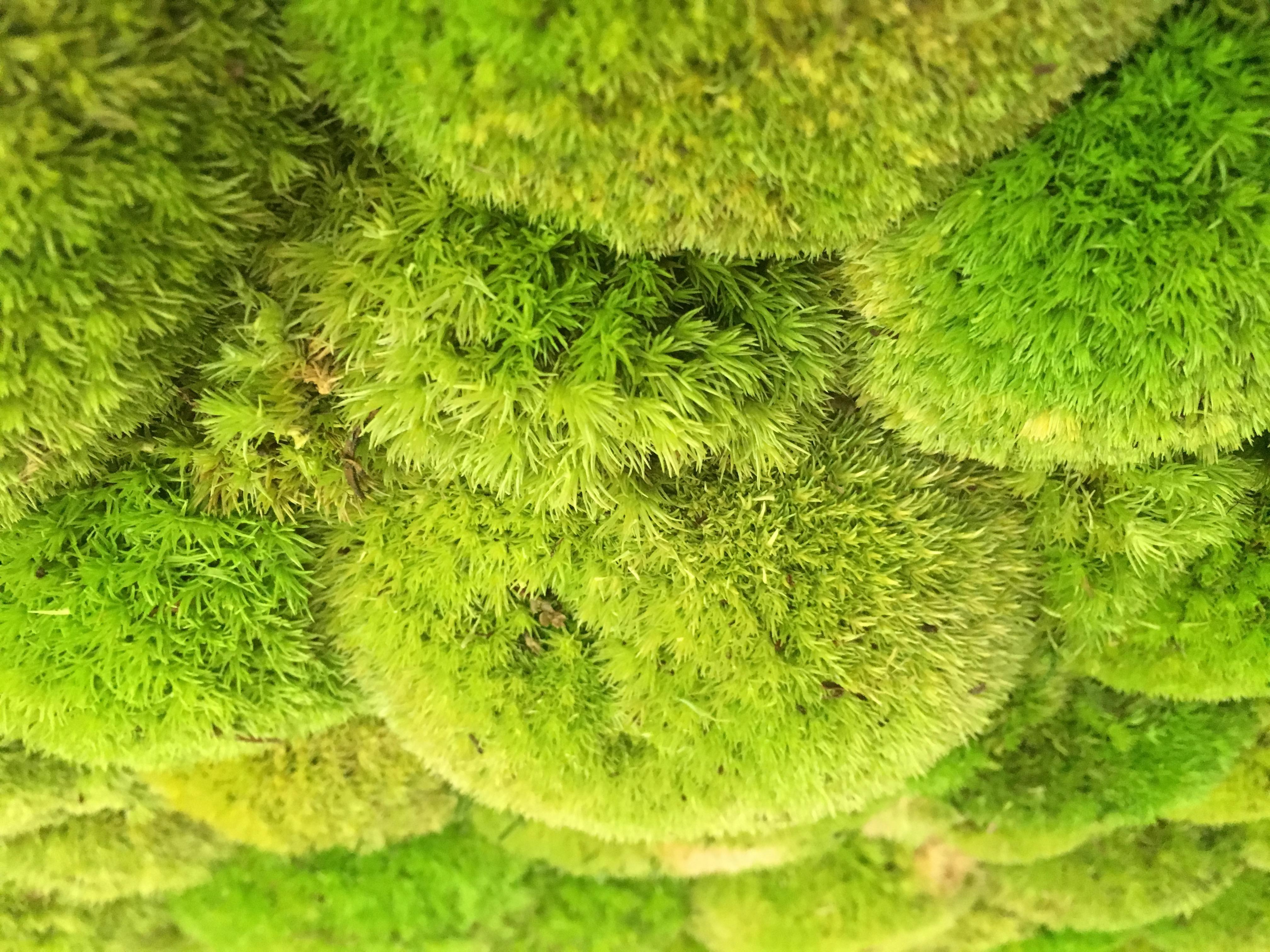 ryvesto polemoss wall - foto 2