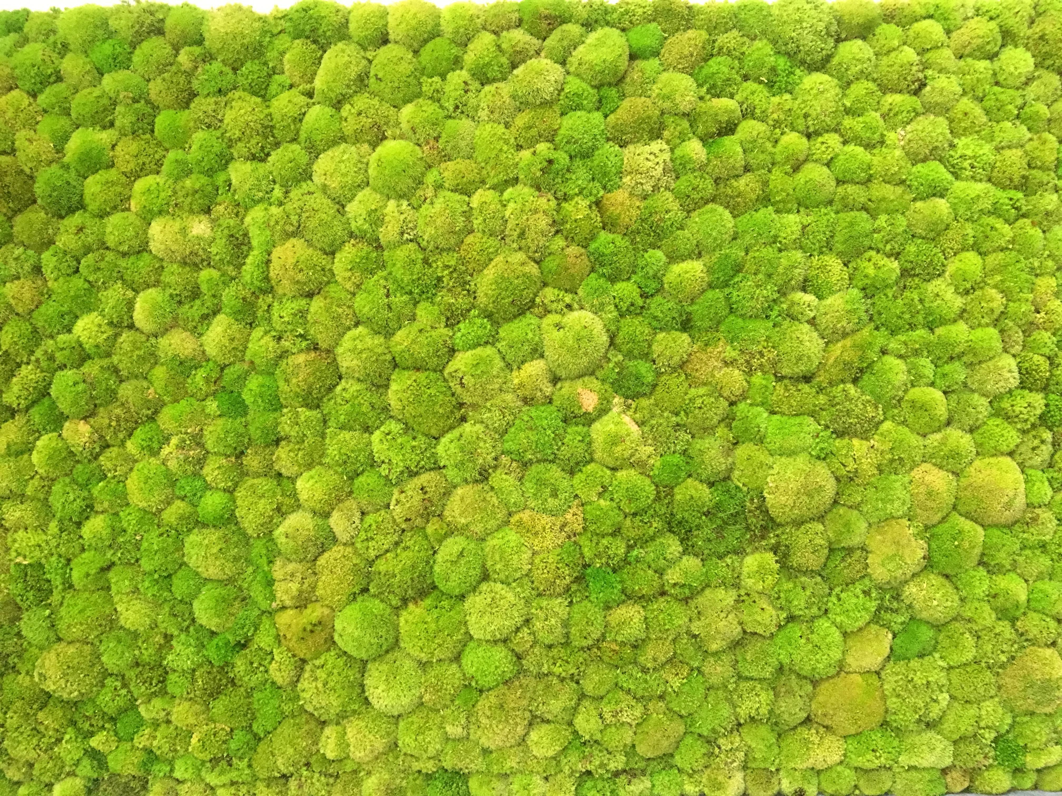 ryvesto polemoss wall - foto 3
