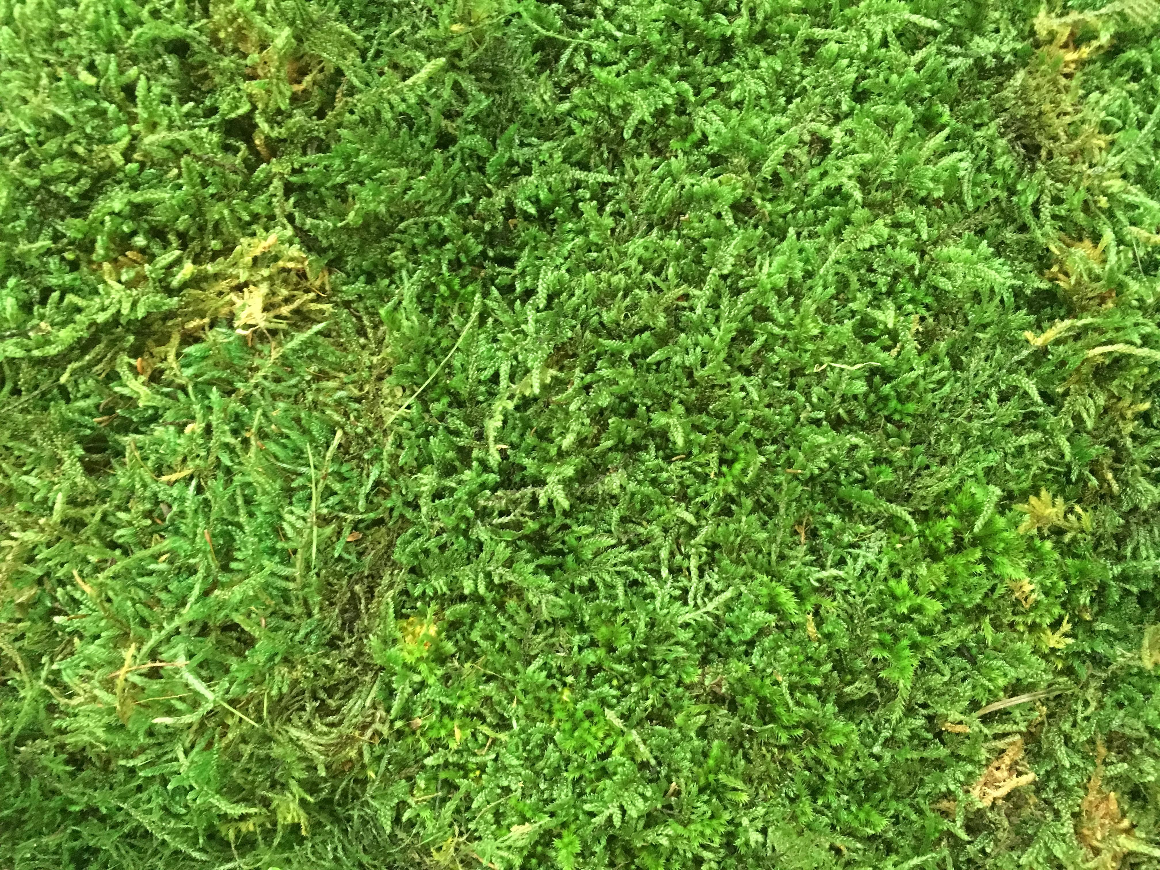 ryvesto flat moss wall fr - foto 6